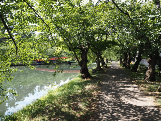 8月上旬夏の弘前城緑に染まる桜並木とその葉の落とすレースのような木陰が涼やかなお堀端