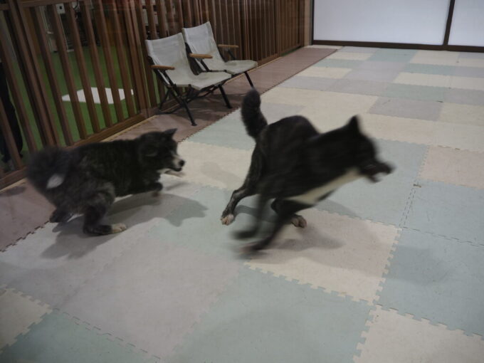 8月上旬夏の北東北大館秋田犬の里元気にじゃれ合う2頭の子供の秋田犬