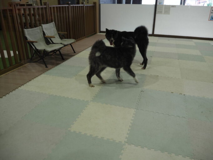 8月上旬夏の北東北大館秋田犬の里もふもふとかわいさが止まらない秋田犬
