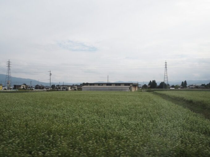 9月下旬アルピコ交通上高地線車窓から望む満開のそばの花