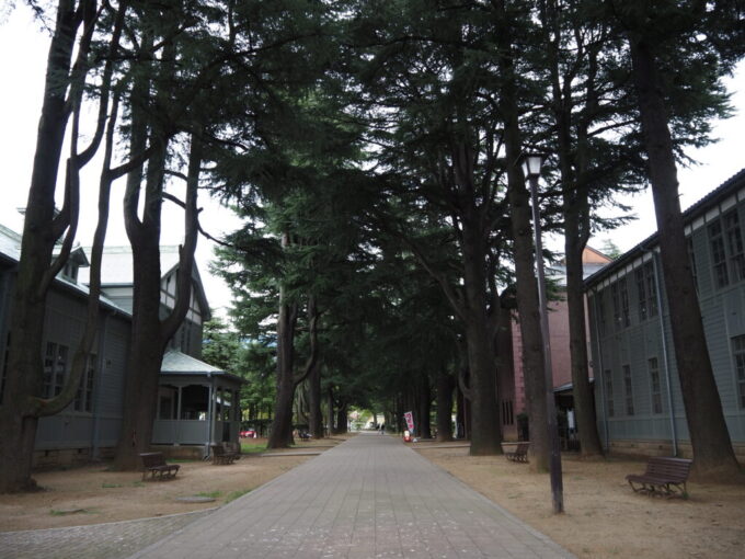 9月下旬涼やかな信州松本あがたの森公園旧松本高等学校開校当時に植えられたという樹齢百年を超すヒマラヤスギの並木