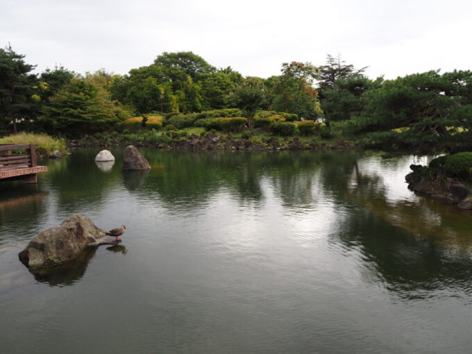 9月下旬涼やかな信州松本あがたの森公園の池で休む鴨