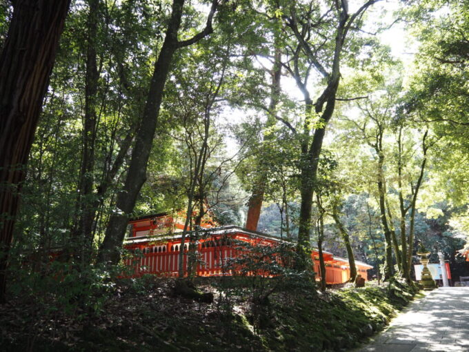 10月下旬秋晴れの宇佐神宮眩い木洩れ日が社叢を満たす