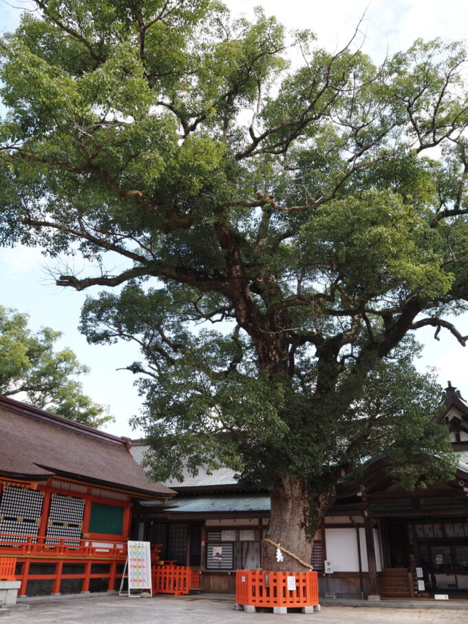 10月下旬秋晴れの宇佐神宮樹齢800年といわれる大楠の御神木