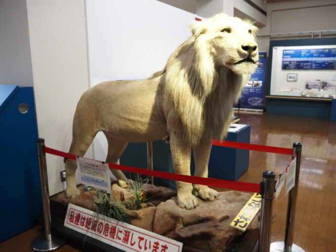 10月下旬16年ぶりの神戸神戸税関税関について学べる広報展示室に置かれたアフリカライオンのはく製