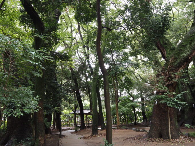 10月下旬16年ぶりの神戸生田神社三宮の都心とは思えないほど深い生田の森