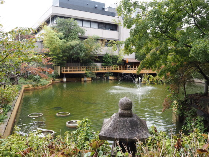 10月下旬16年ぶりの神戸生田神社鯉が気持ちよさそうに泳ぐ生田の池