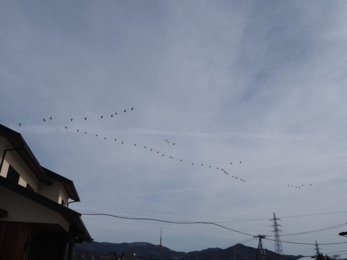 2月上旬冬の平泉中尊寺通りから見上げる雁の群れ