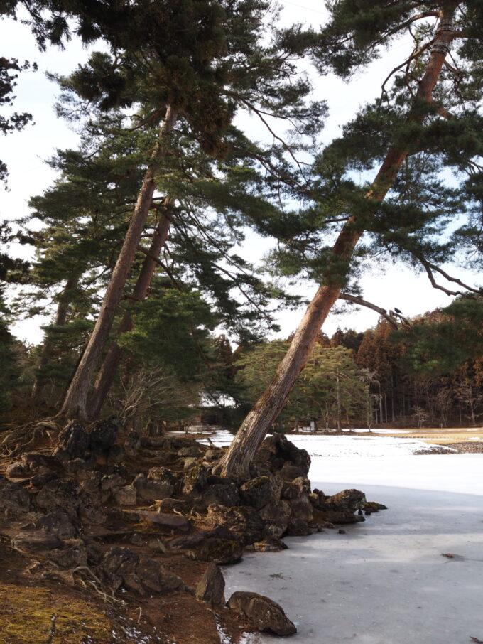 2月上旬冬の平泉毛越寺浄土庭園凍った大泉が池に聳える築山