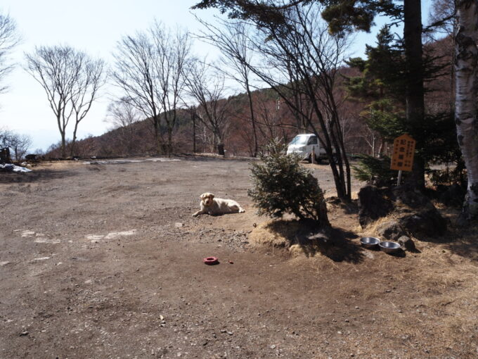 3月上旬浅間山登山口天狗温泉浅間山荘看板犬のナッツ君