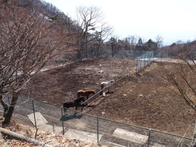 3月上旬浅間山登山口天狗温泉浅間山荘で飼われている3頭の馬