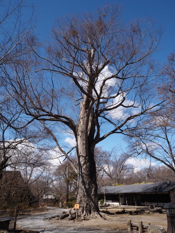 3月上旬初めての小諸小諸城址懐古園樹齢500年という大ケヤキ