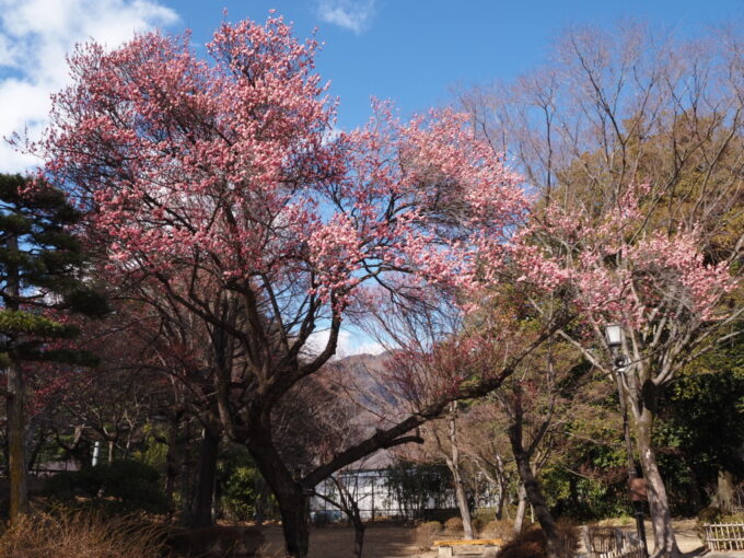 3月上旬初めての上田城跡公園に咲く見事な紅梅