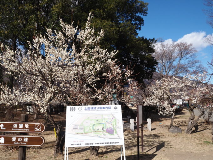 3月上旬初めての上田城跡公園に咲く見事な白梅