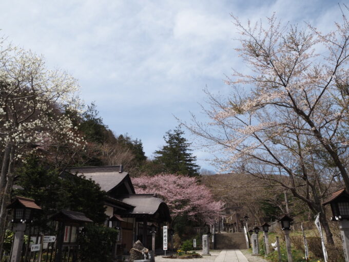 4月中旬春うららかな那須温泉神社桜やこぶしが咲き乱れる春爛漫の参道