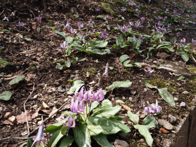 4月中旬春うららかな那須温泉神社一面に咲くカタクリの花