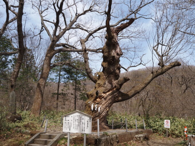 4月中旬春うららかな那須温泉神社「生きる」と命名されたミズナラの御神木
