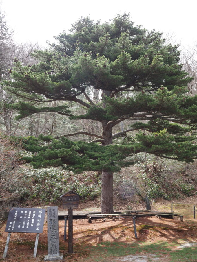 4月中旬春うららかな那須温泉神社樹齢800年というとちぎ銘木百選那須の五葉松