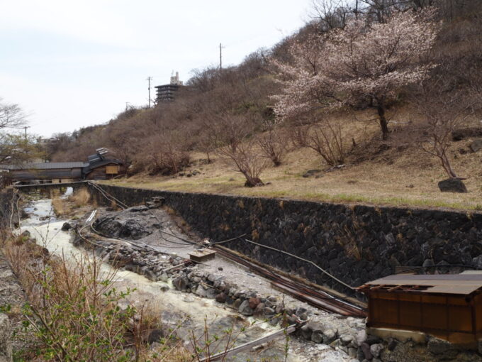 4月中旬春うららかな那須湯本温泉川沿いの源泉小屋を見守るようにして咲く桜