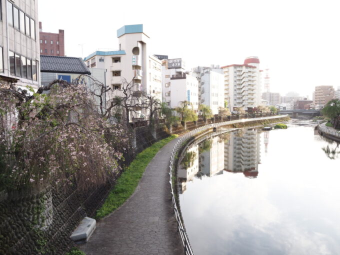 4月中旬宇都宮田川沿いに咲く枝垂桜
