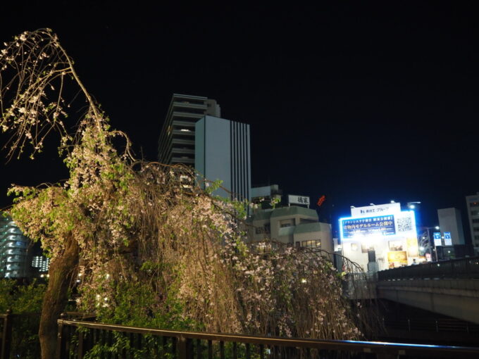 4月中旬宇都宮田川沿いの夜桜