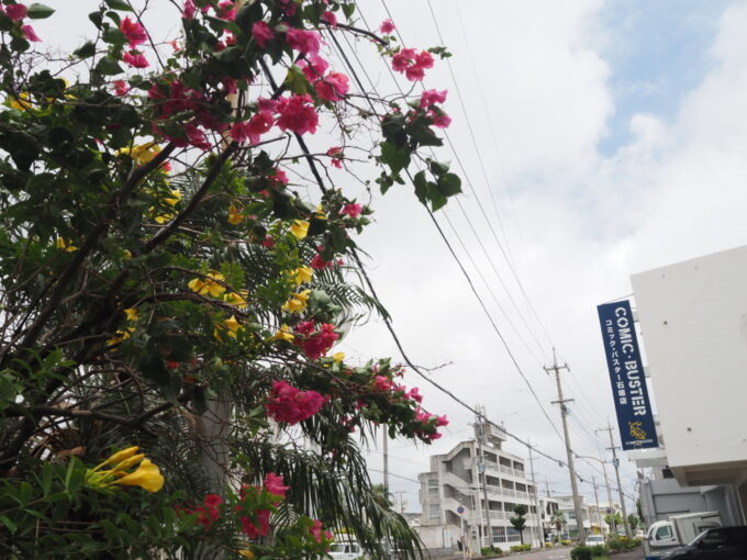 6月上旬いつもより半月早い八重山旅古民家で八重山の郷土料理が味わえる舟蔵の里の帰り道通り雨の後にはうっすらと青空も覗き花も元気に咲き乱れる