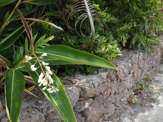 6月上旬いつもより半月早い八重山旅竹富島に咲く可憐な月桃の花