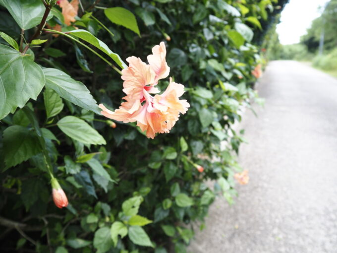 6月上旬いつもより半月早い八重山旅竹富島に咲く淡いオレンジ色の八重咲のハイビスカス