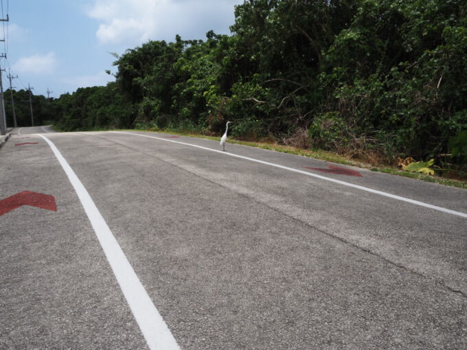 6月上旬いつもより半月早い八重山竹富島周回道路に佇むうつくしい白鷺