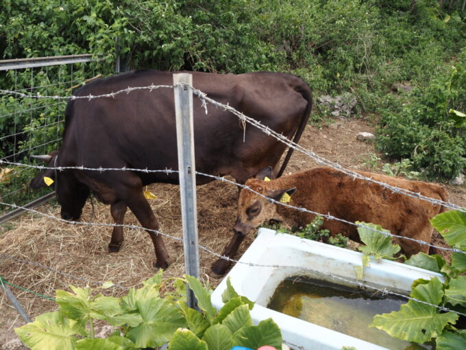 6月上旬いつもより半月早い八重山旅竹富島まだ幼い仔牛と親牛