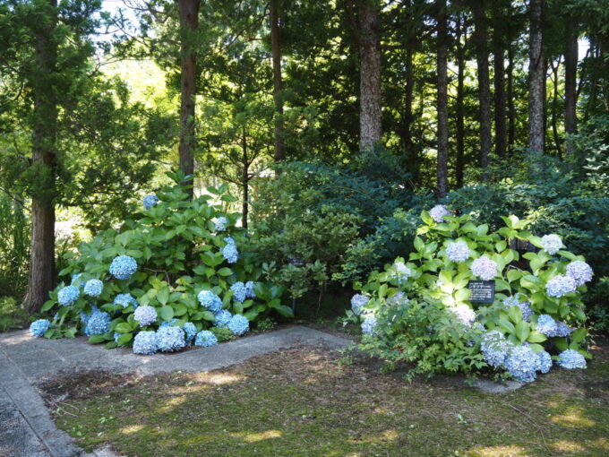 8月上旬夏の東北旅弘前城植物園に大輪の花を咲かせる瑞々しいあじさい