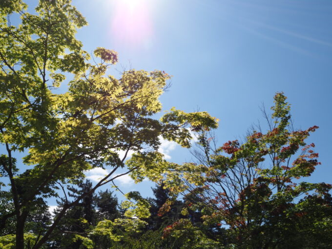 8月上旬夏の東北旅弘前城植物園津軽の眩い陽射しに透かされる青もみじ