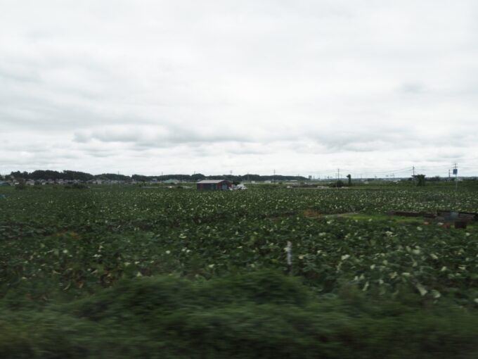 8月末日常磐線E657系特急ひたち車窓に広がるレンコン畑