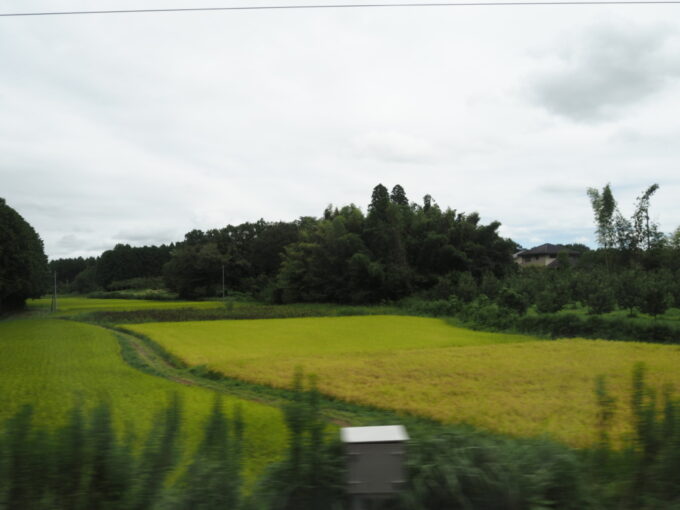 8月末日常磐線E657系特急ひたち車窓から眺める実りの田んぼと栗畑