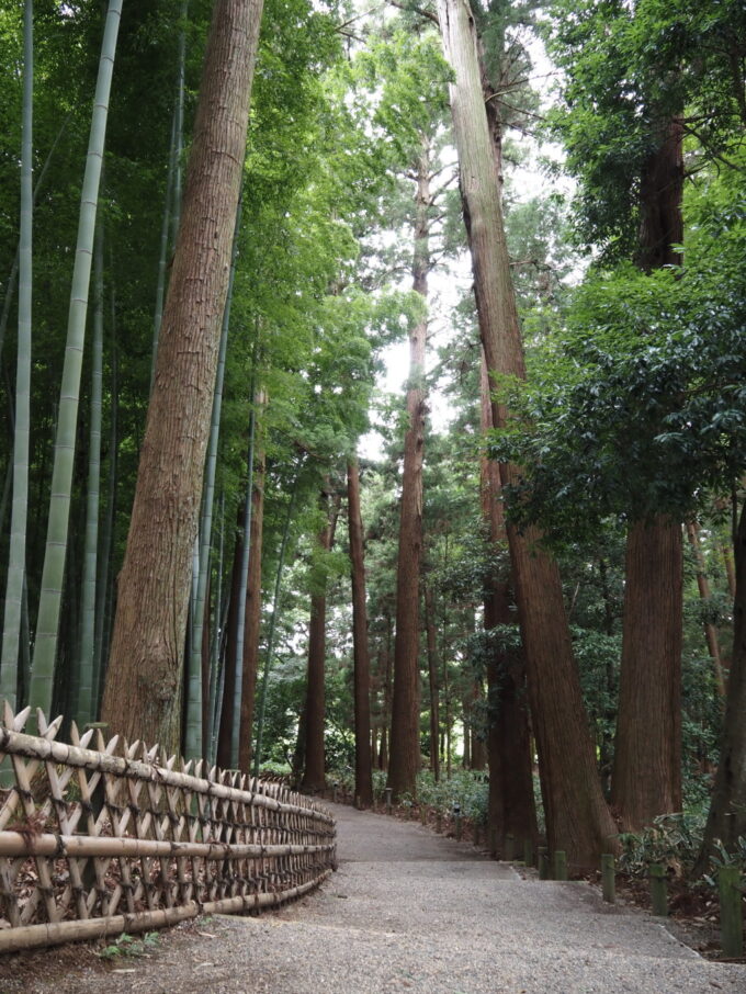 8月末日水戸初めての偕楽園鬱蒼とした林の中をゆるやかな坂を下ってゆく