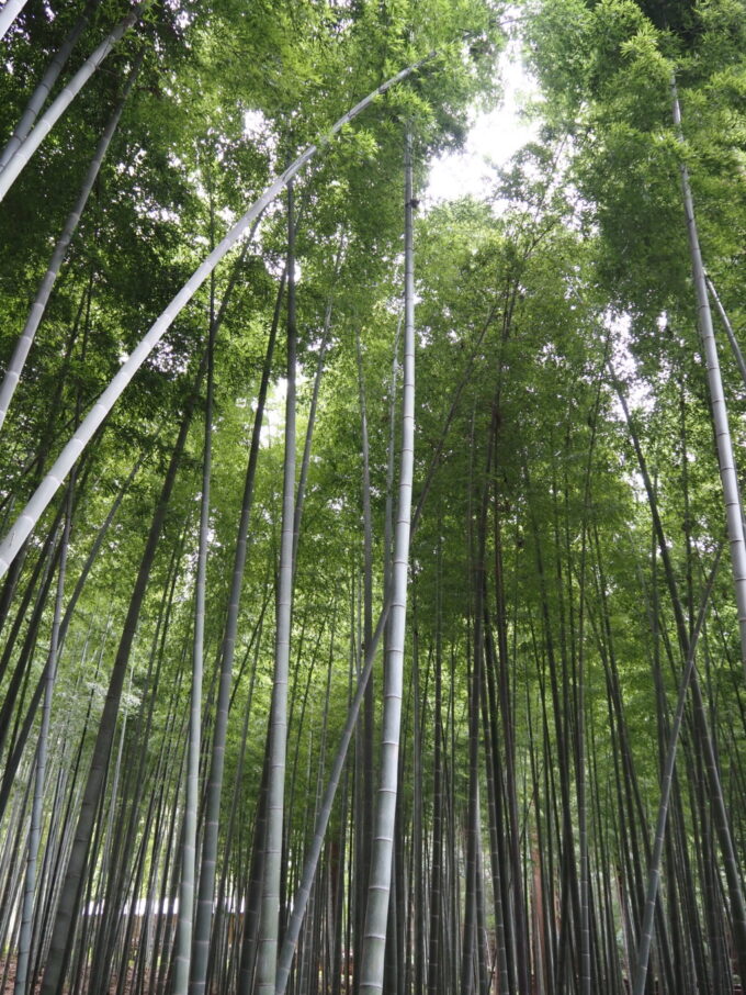 8月末日水戸初めての偕楽園徳川斉昭が弓の材料とするため京都から移植したという孟宗竹林